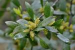 Morella cerifera (L.) Small