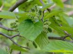 Morus alba L.