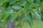 Morus alba L.
