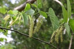 Morus rubra L.