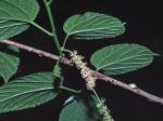 Morus rubra L.