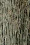 Morus rubra L.