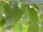 Morus rubra L.
