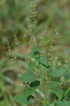 Mosla scabra (Thunb.) C.Y. Wu & H.W. Li
