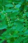 Mosla scabra (Thunb.) C.Y. Wu & H.W. Li
