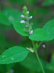 Mosla scabra (Thunb.) C.Y. Wu & H.W. Li