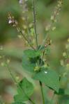 Mosla scabra (Thunb.) C.Y. Wu & H.W. Li