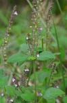 Mosla scabra (Thunb.) C.Y. Wu & H.W. Li
