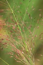Muhlenbergia capillaris (Lam.) Trin.