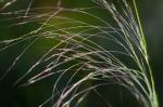 Muhlenbergia capillaris (Lam.) Trin.