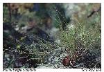 Muhlenbergia cuspidata (Torr. ex Hook.) Rydb.