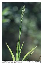 Muhlenbergia glomerata (Willd.) Trin.
