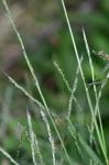 Muhlenbergia schreberi J.F. Gmel.