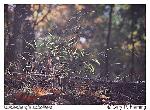 Muhlenbergia sobolifera (Muhl. ex Willd.) Trin.