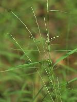 Muhlenbergia sobolifera (Muhl. ex Willd.) Trin.