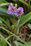Murdannia nudiflora (L.) Brenan