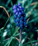 Muscari neglectum Guss. ex Ten.
