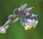 Myosotis discolor Pers.