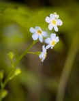 Myosotis laxa Lehm. ssp. laxa