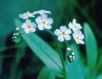 Myosotis laxa Lehm. ssp. laxa