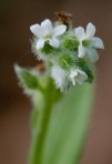 Myosotis macrosperma Englem.