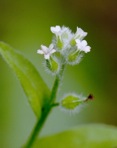 Myosotis macrosperma Englem.