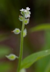Myosotis macrosperma Englem.