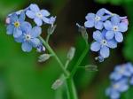Myosotis scorpioides L.