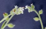 Myosotis verna Nutt.