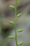 Myosotis verna Nutt.