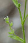 Myosotis verna Nutt.