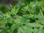 Stellaria aquatica (L.) Scopoli