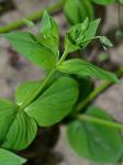 Stellaria aquatica (L.) Scopoli