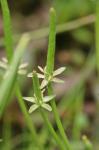 Myosurus minimus L.