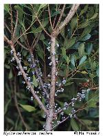 Morella cerifera (L.) Small