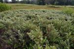 Myrica gale L.