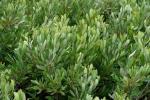 Myrica gale L.