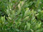 Myrica gale L.