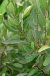 Myrica gale L.
