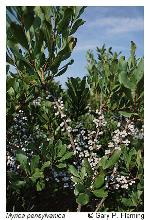 Morella pensylvanica (Mirbel) Kartesz