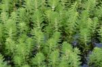 Myriophyllum aquaticum (Vell.) Verdc.