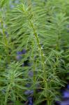 Myriophyllum aquaticum (Vell.) Verdc.
