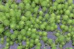 Myriophyllum aquaticum (Vell.) Verdc.
