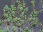 Myriophyllum aquaticum (Vell.) Verdc.