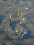 Myriophyllum heterophyllum Michx.