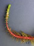Myriophyllum heterophyllum Michx.