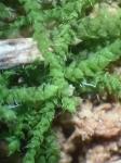 Myurella sibirica (Müll. Hal.) Reimers