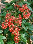 Nandina domestica Thunberg