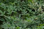 Nandina domestica Thunberg
