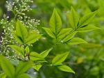 Nandina domestica Thunberg
